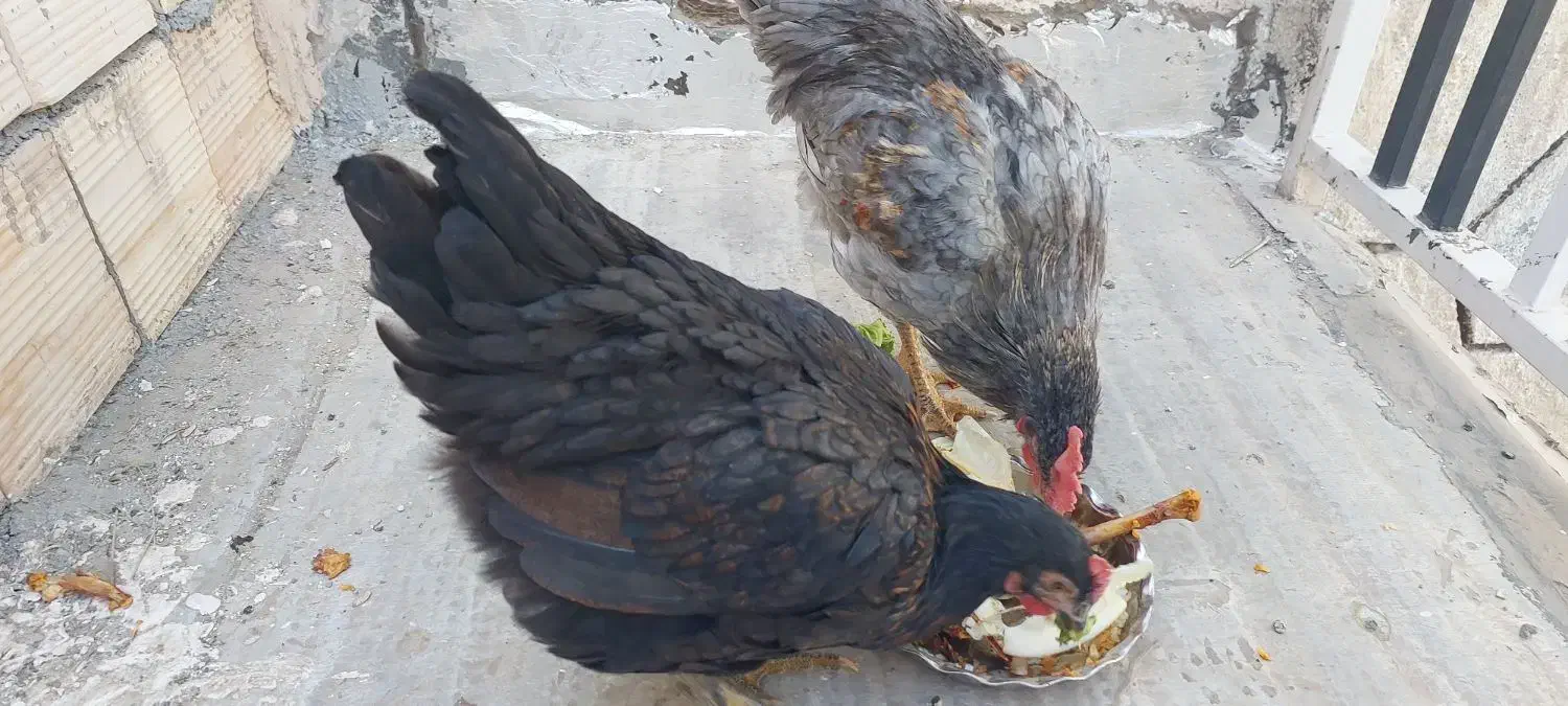 مرغ وخروس|حیوانات مزرعه|قم, حاج خلیل|دیوار