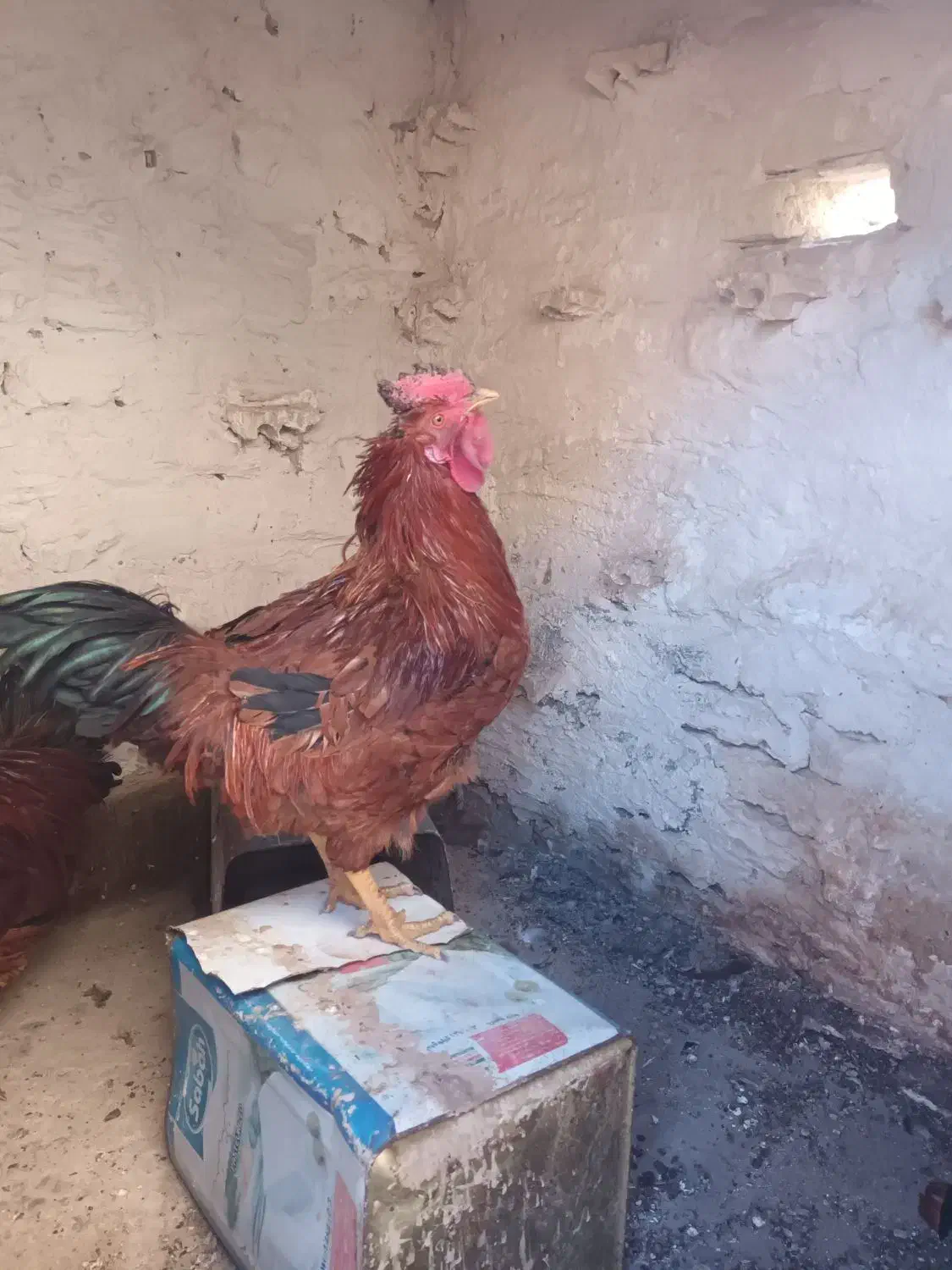 دوتا خروس محلی جوان|حیوانات مزرعه|طرقبه, |دیوار