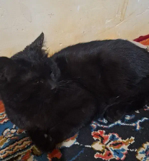 گربه|گربه|تهران, جوادیه تهرانپارس|دیوار