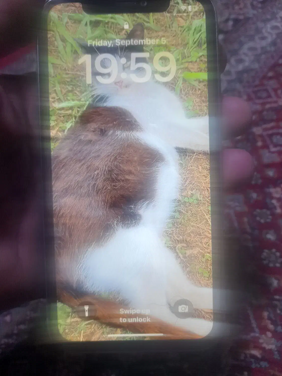 ایفون 11نرمال یاسی برند استوک|موبایل|سنندج, |دیوار