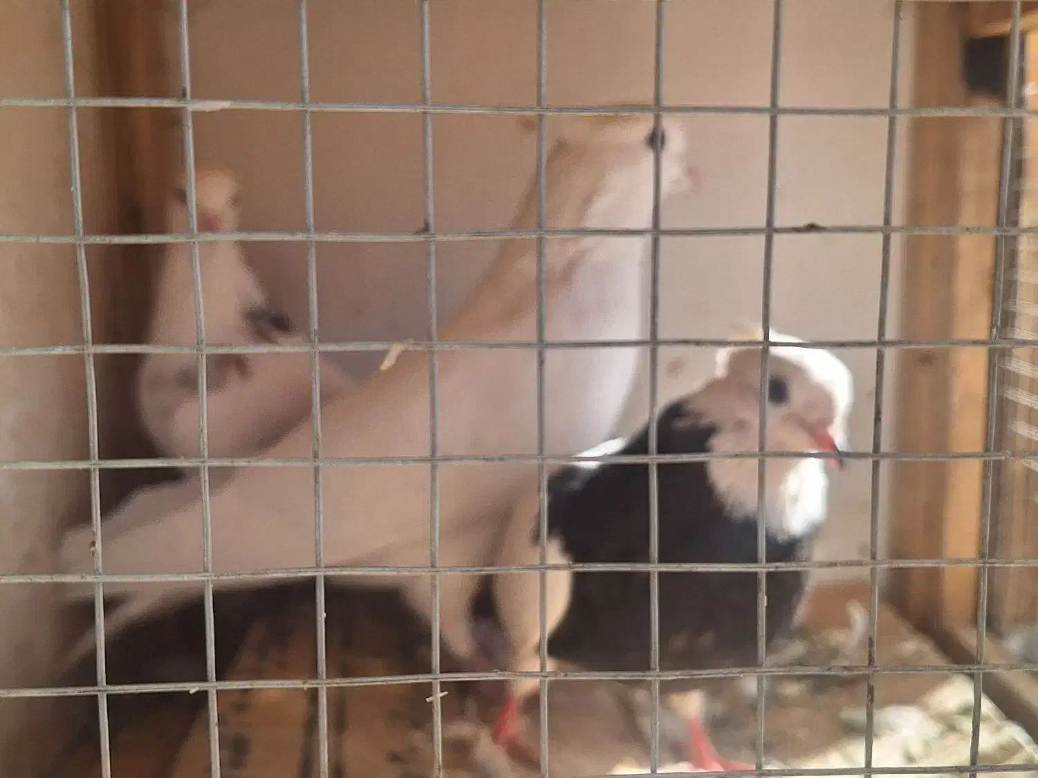 سه عدد کفتر نر ماده دوتا طوقی|پرنده|نورآباد, |دیوار