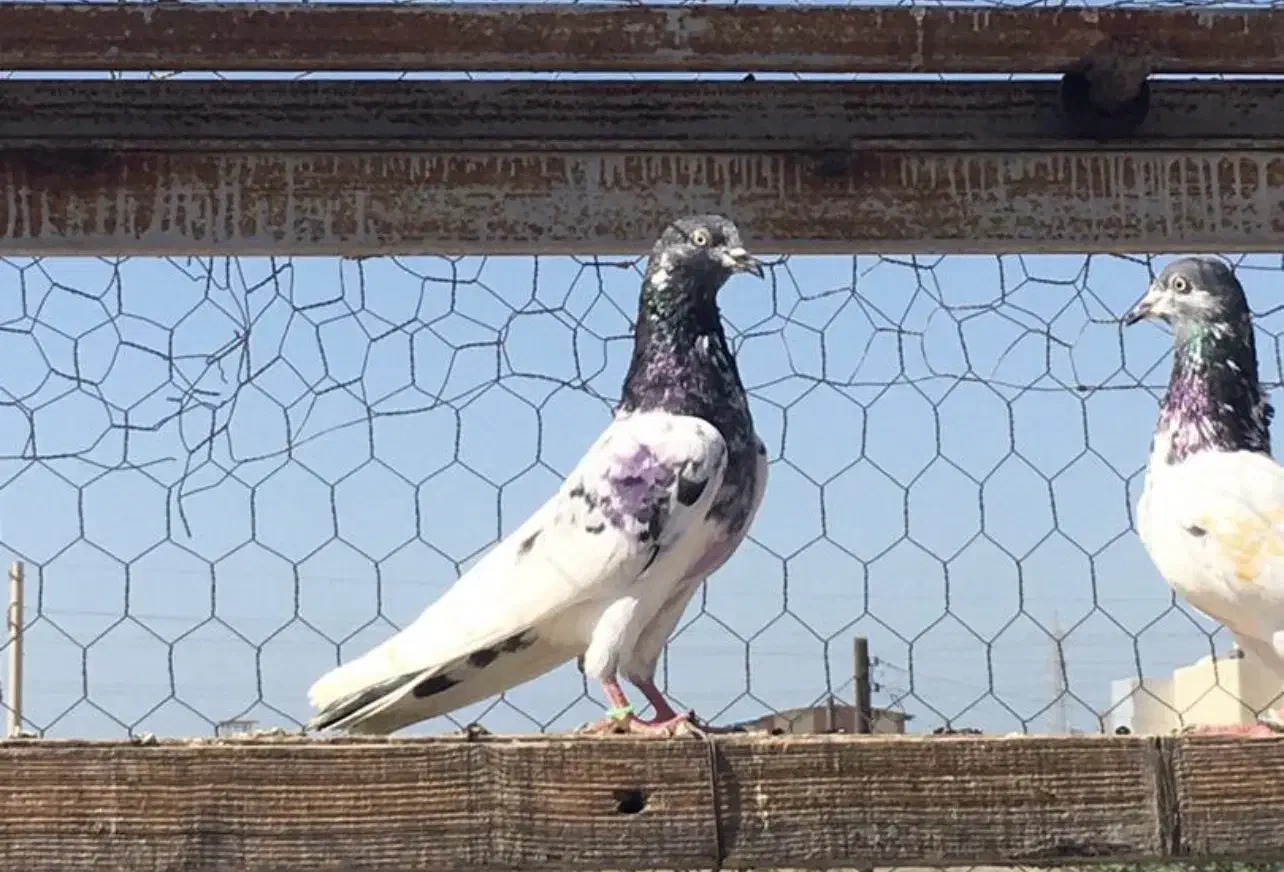 کبوتر|پرنده|ساری, |دیوار