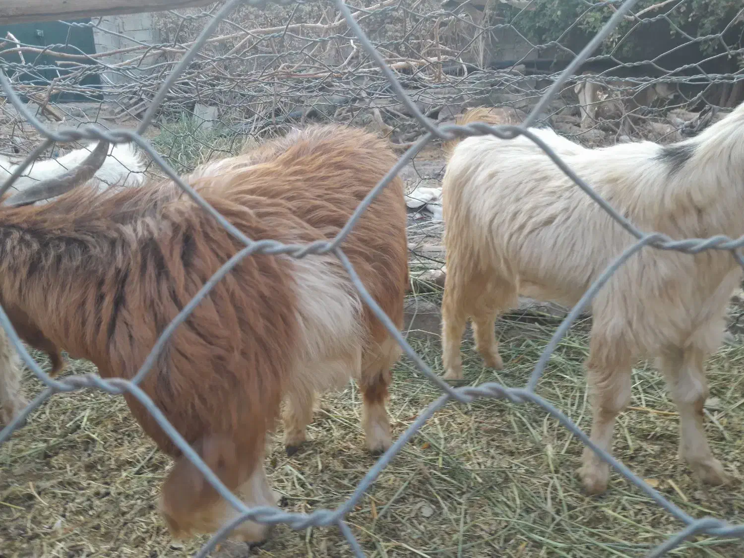 فروش ۳گوسفند دوتا چپش یه گیسه|حیوانات مزرعه|جیرفت, |دیوار