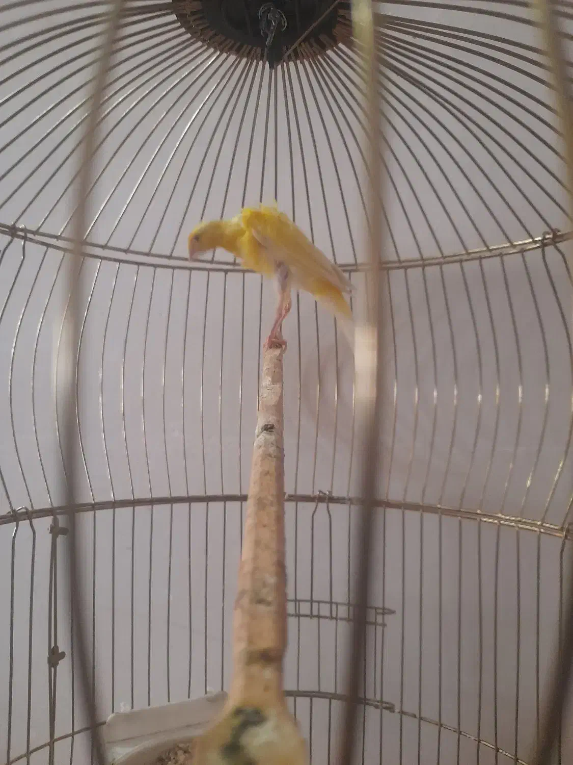 قناری  جیور|پرنده|خوی, |دیوار