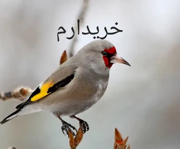 جوجه سهره|پرنده|فسا, |دیوار