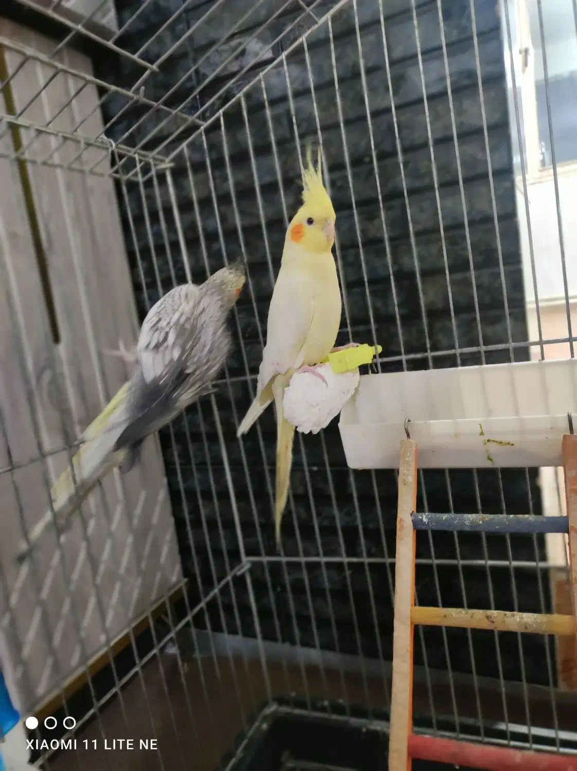 طوطی معاوضه با کفتر|پرنده|الوند, |دیوار