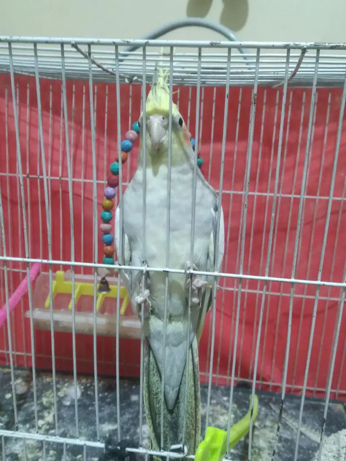 عروس هلندی نر|پرنده|فریمان, |دیوار