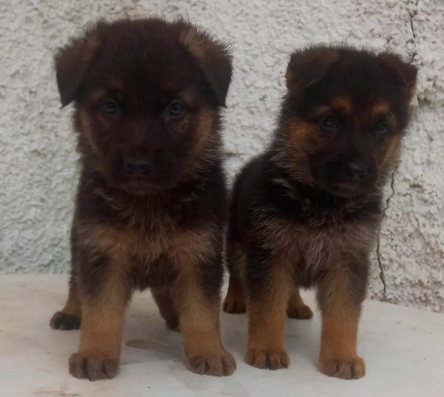 سگ ژرمن شیپرد جرمن کینگ سایز موکوتاه توله (ماده)|سگ|تهران, آبشار|دیوار