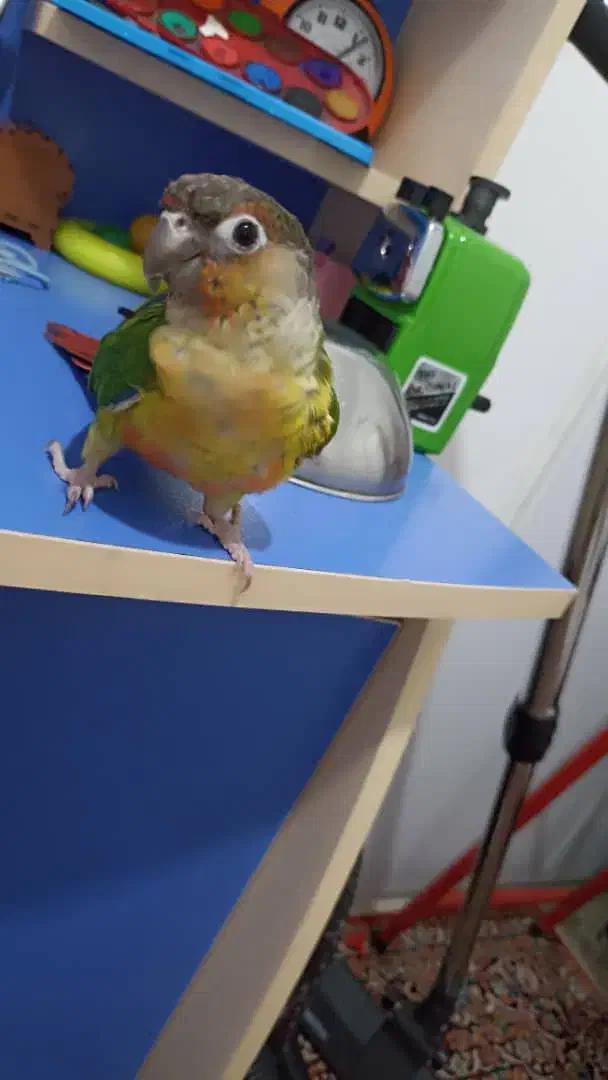 گرینچیک گم شده|حیوانات|فردیس, شهرک ارم|دیوار