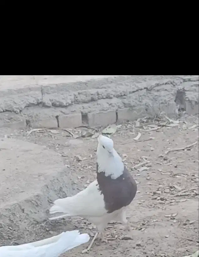 نر طوقی|پرنده|زرند, |دیوار