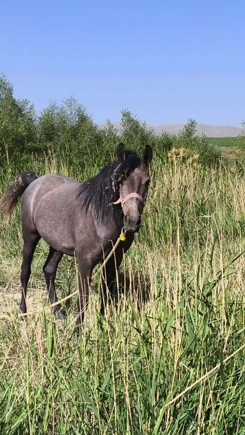 اسب کورد درجه یک|اسب و تجهیزات اسبسواری|بوکان, |دیوار