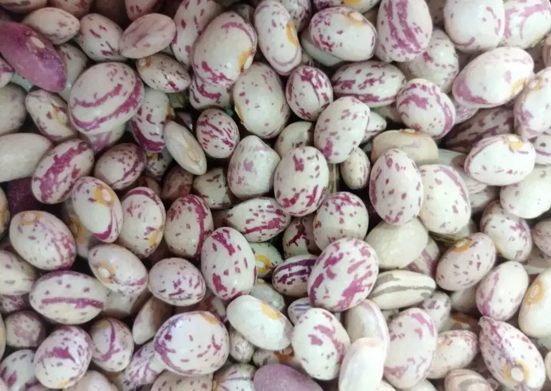 فروش لوبیا چیتی بار نو|خوردنی و آشامیدنی|بافق, |دیوار