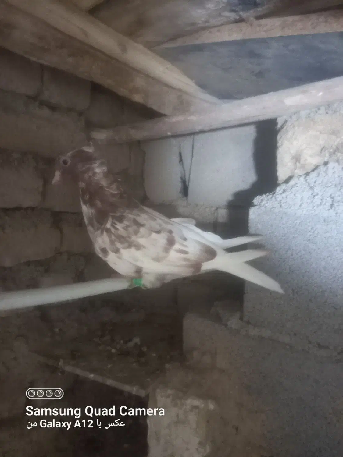 قره دم سفید|پرنده|قوچان, |دیوار