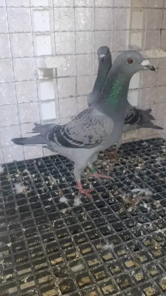 پرنده کبوتر  پلاکی و زاغ شهرستانی|پرنده|اهواز, فولادشهر|دیوار