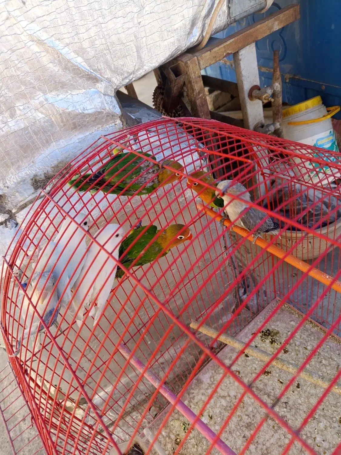 طوطی برزیلی های زیبا|پرنده|سقز, |دیوار