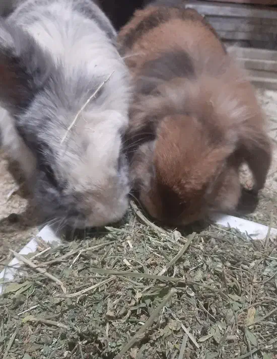 خرگوش لوپ نر و مادره|موش و خرگوش|قدس, شهرقدس|دیوار