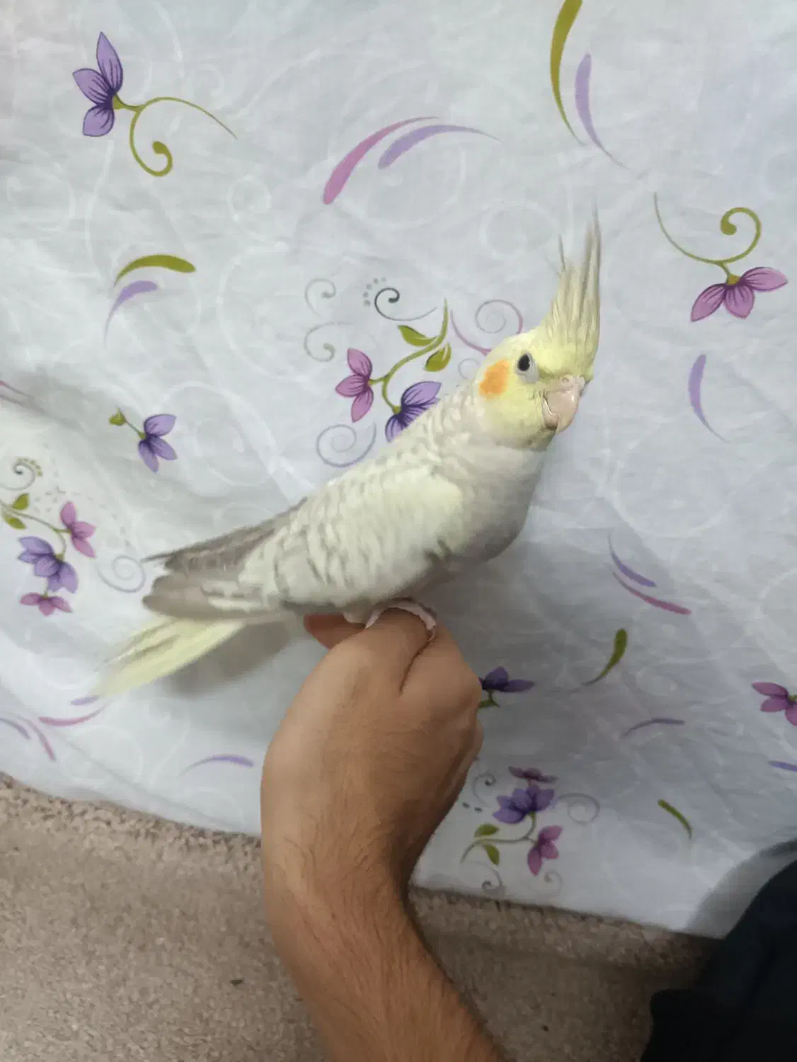 عروس هلندی|پرنده|نسیمشهر, |دیوار