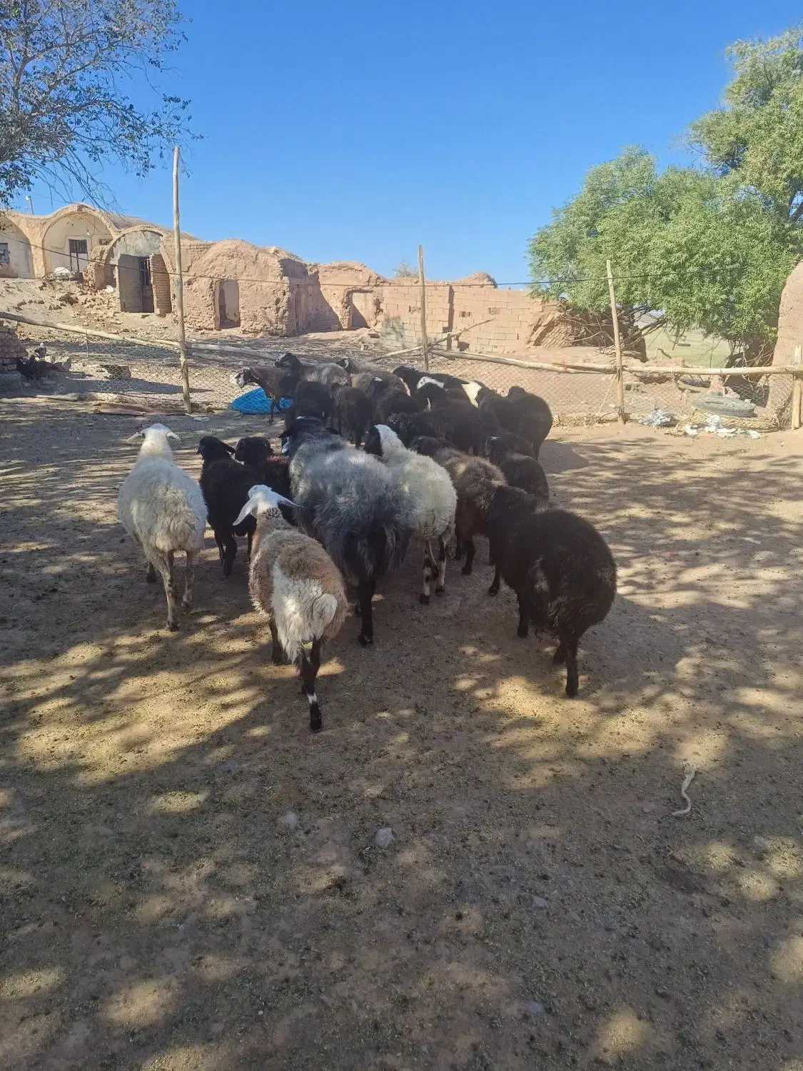 بره نر و ماده قوچ و میش|حیوانات مزرعه|صفادشت, |دیوار