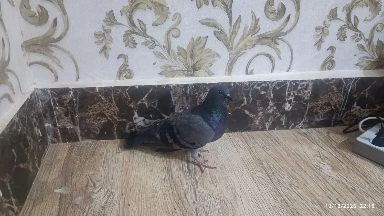 کبوتر|حیوانات|زابل, |دیوار