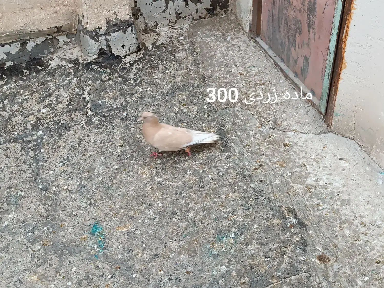 کفتر گرفتنی|پرنده|قم, دروازه ری|دیوار