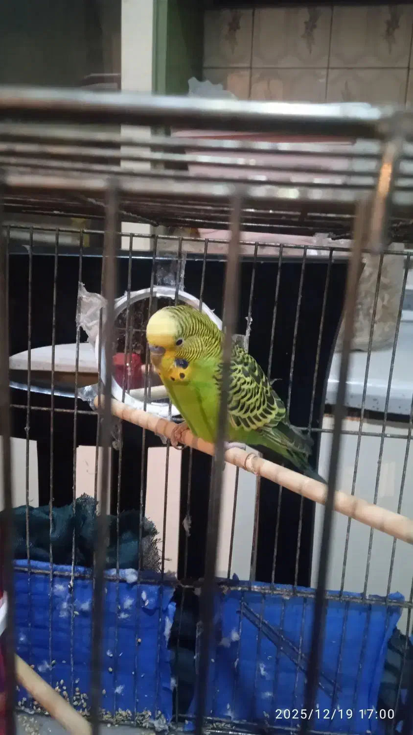 مرغ عشق|پرنده|تهران, شمسآباد|دیوار