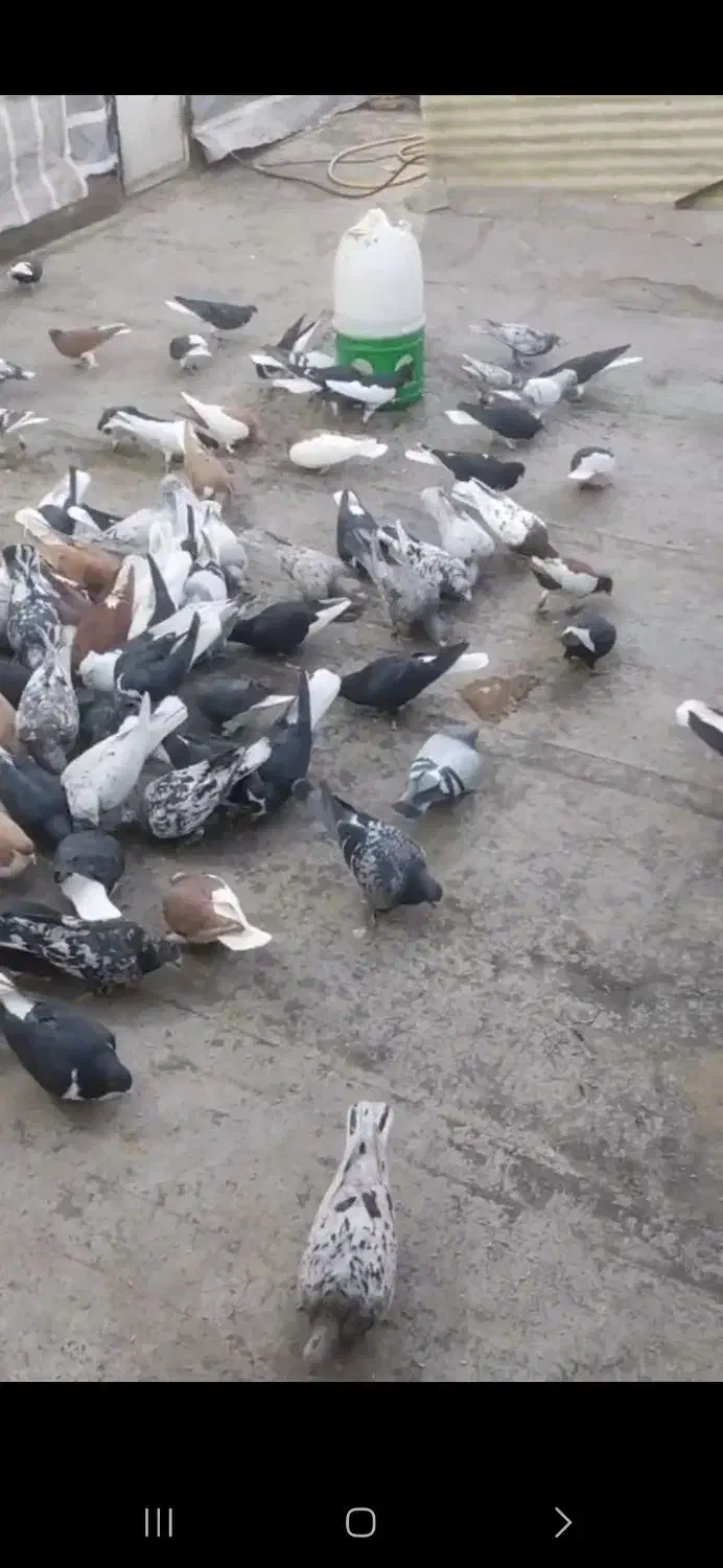 حدود صدوده عدد رنگی پرشی|حیوانات|اقبالیه, |دیوار