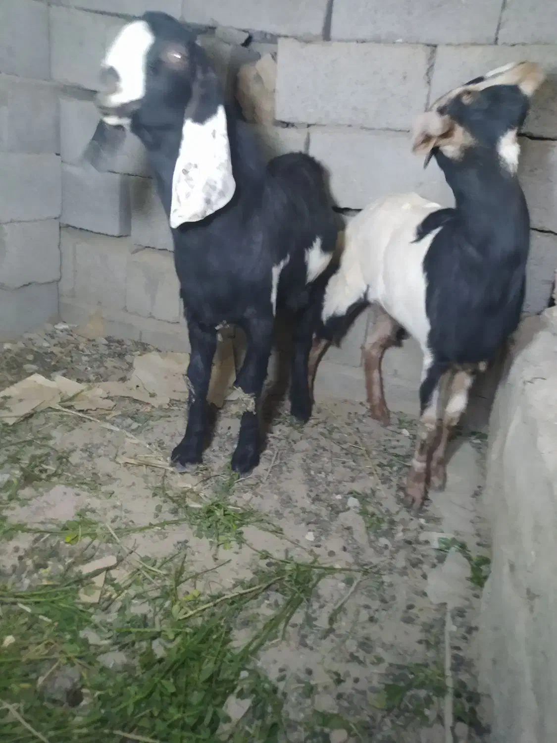 پاچن نسل دار وماده نسلی چهارقلو|حیوانات مزرعه|سراوان, |دیوار