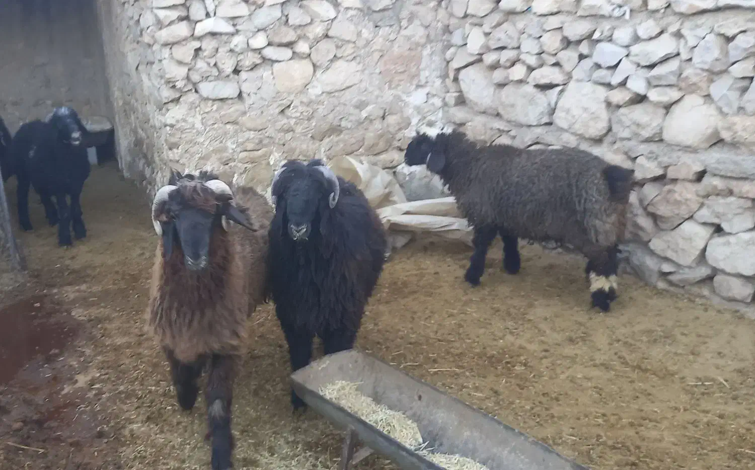 بره قوچی تر و تمیز|حیوانات مزرعه|باشت, |دیوار