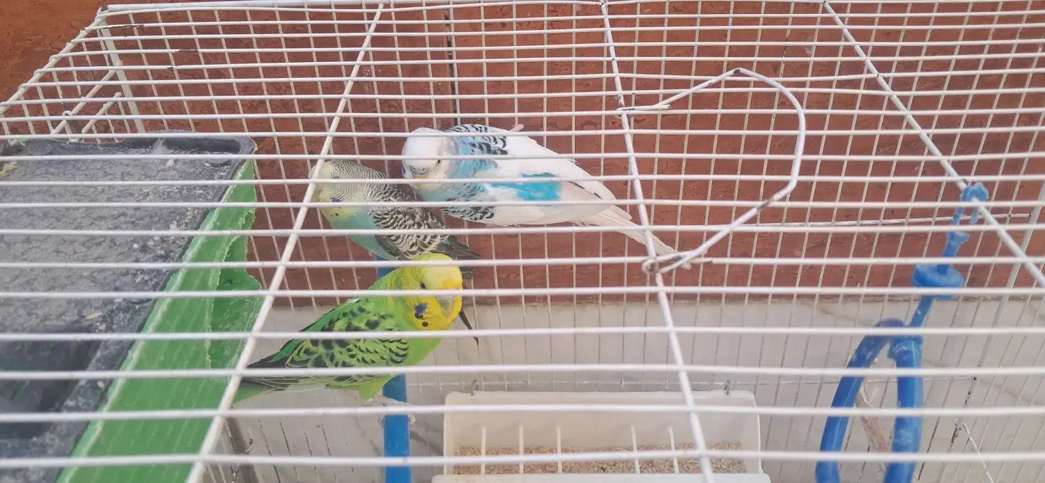 فروش پرنده|پرنده|مشهد, نوده|دیوار