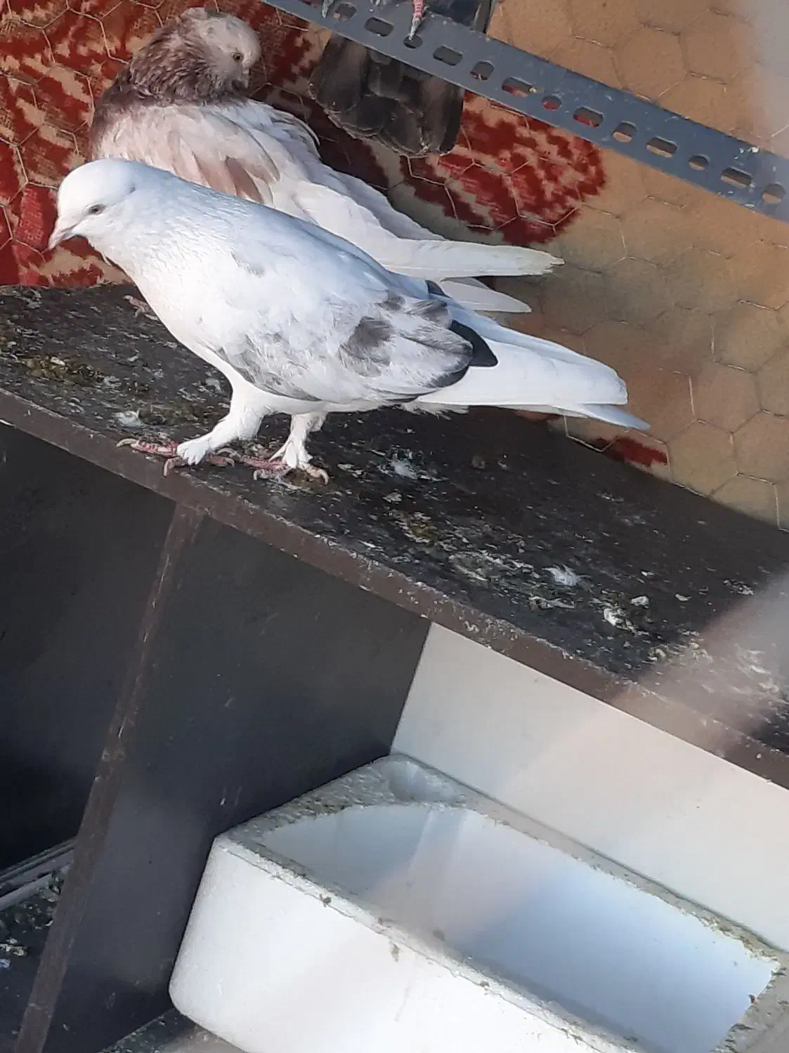 کفتر|پرنده|رودهن, |دیوار