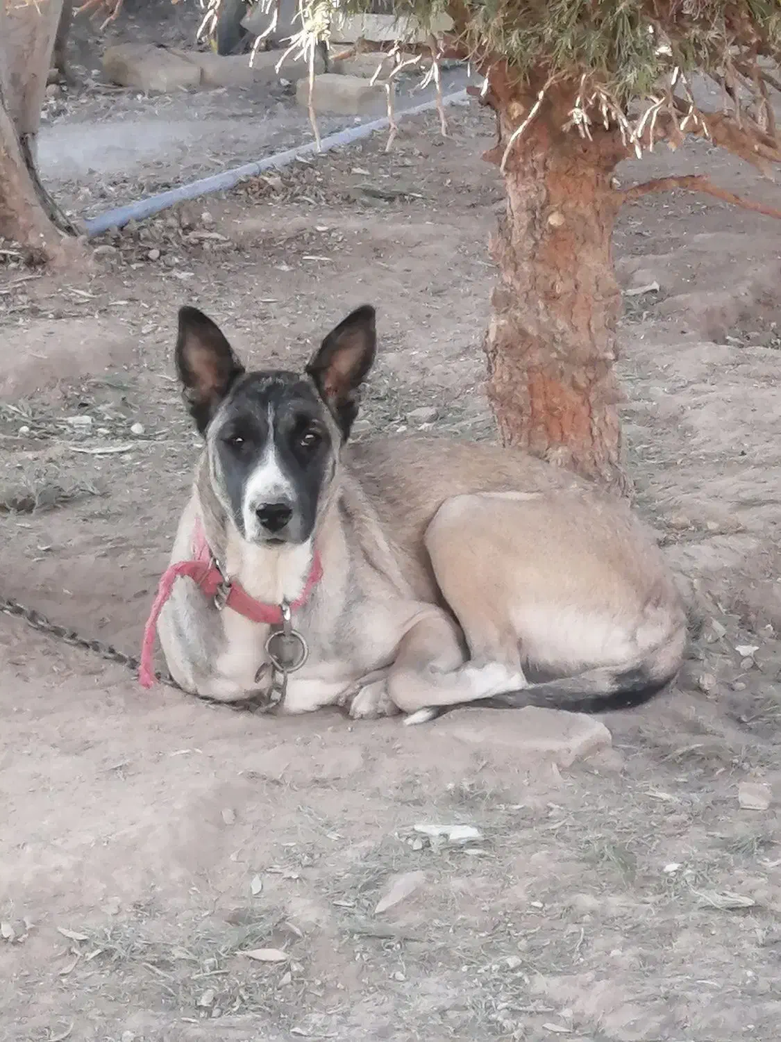 سگ مالینویز ماده 1ساله|سگ|یزد, |دیوار