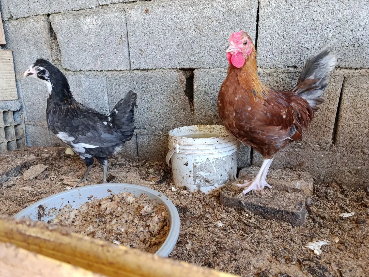 گلین|حیوانات مزرعه|خرم‌آباد (تنکابن), |دیوار