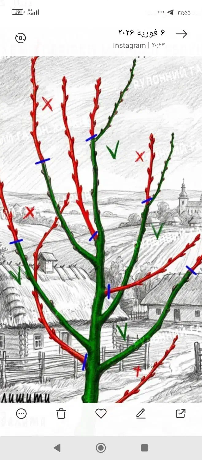 هرس کاری|خدمات باغبانی و درختکاری|تبریز, |دیوار