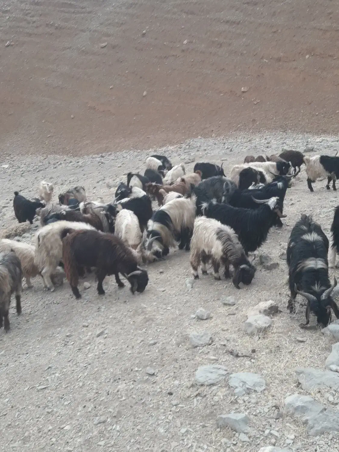 بزغاله نر|حیوانات مزرعه|بروجرد, |دیوار