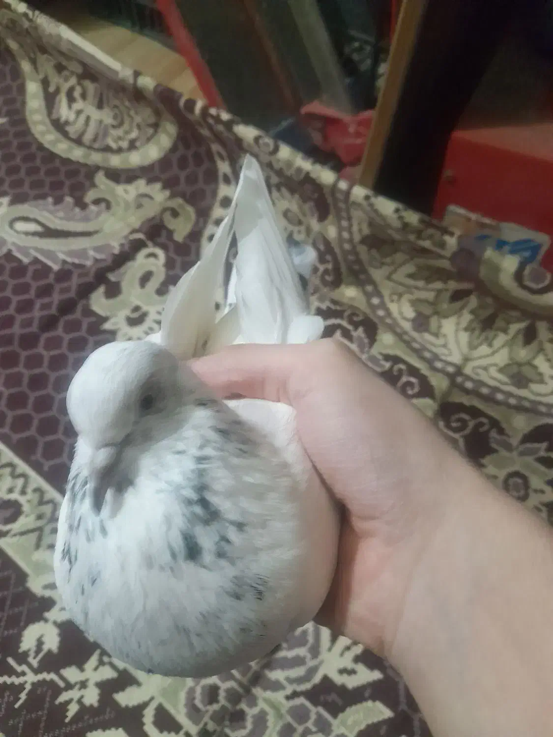 یک جفت کبوتر با جوجه|پرنده|رشت, پاره بیجار|دیوار