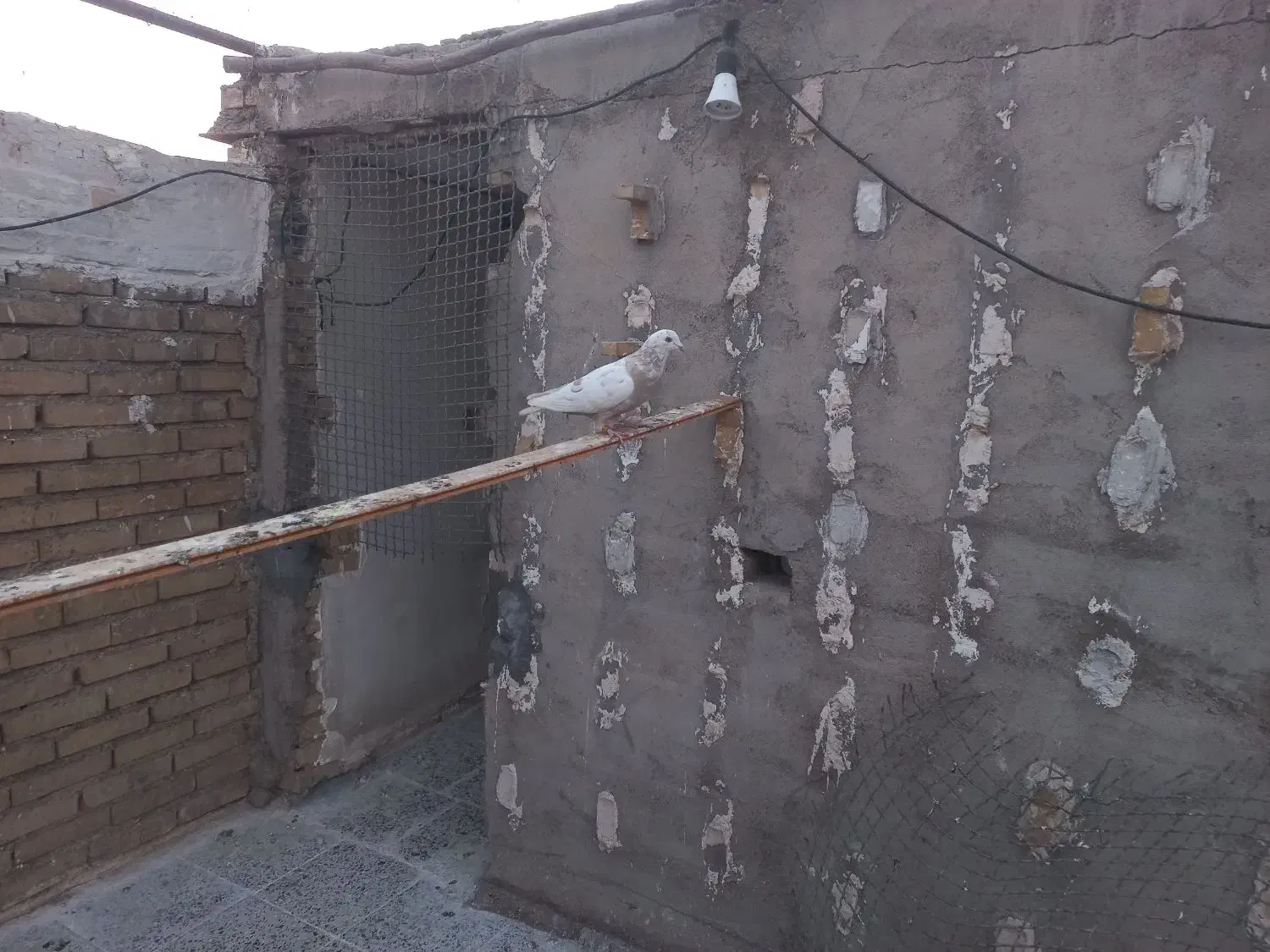 میلیمنز|پرنده|دزفول, |دیوار