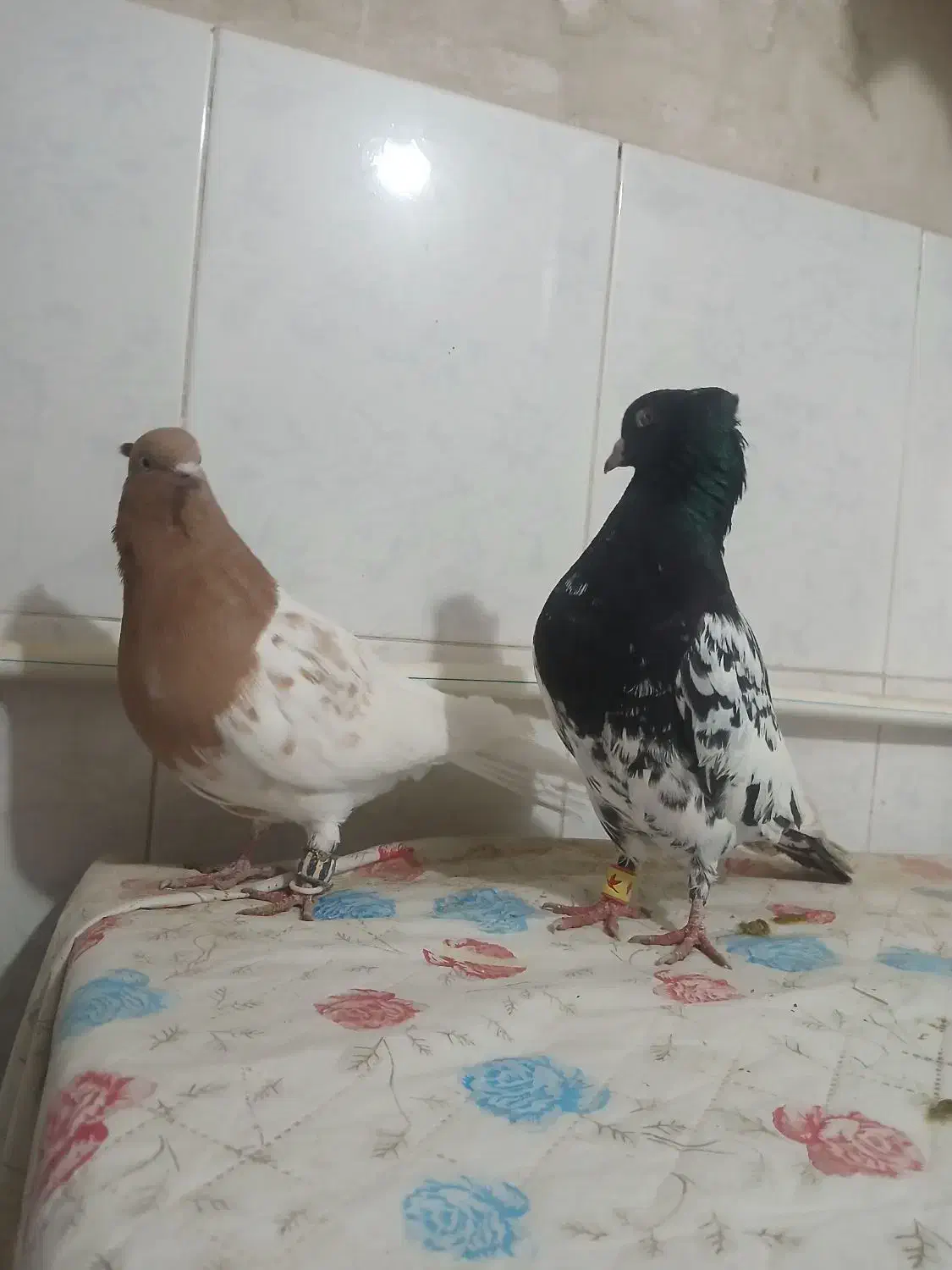 سینه ...|پرنده|بجنورد, |دیوار