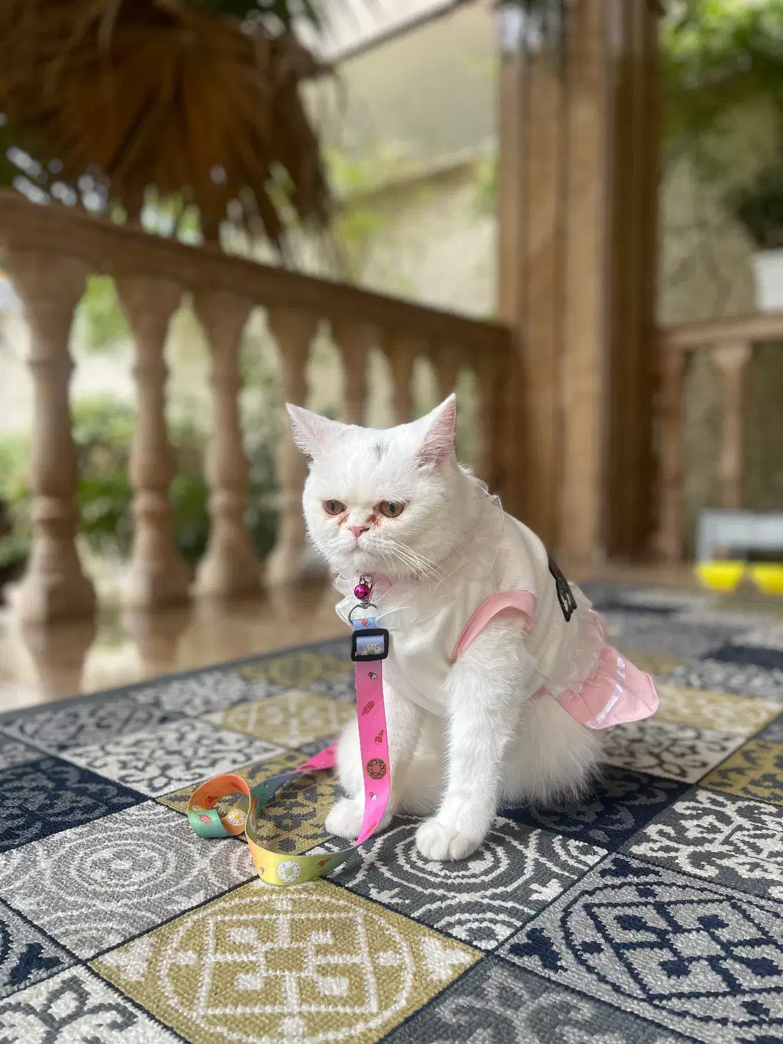 گربه پرشین یکساله|گربه|چمستان, |دیوار