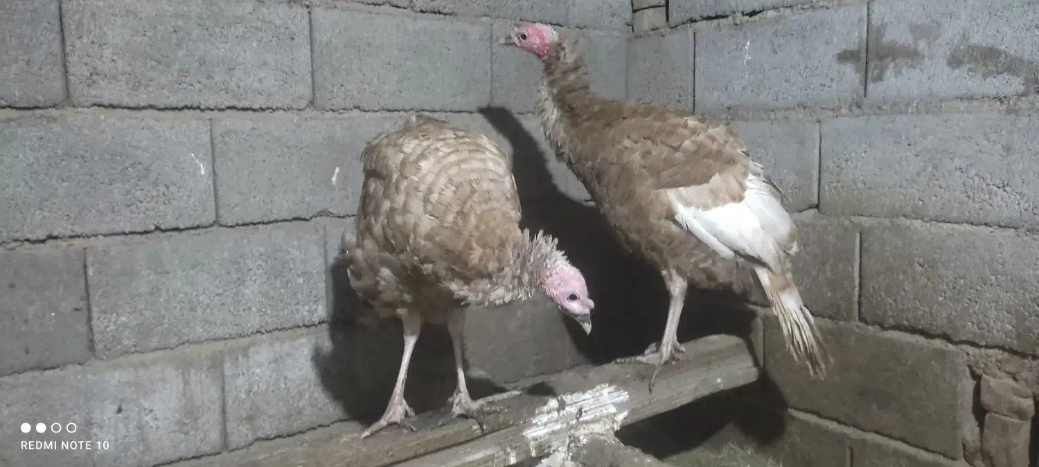 بوقلمون بوربن|حیوانات مزرعه|خسروشاه, |دیوار