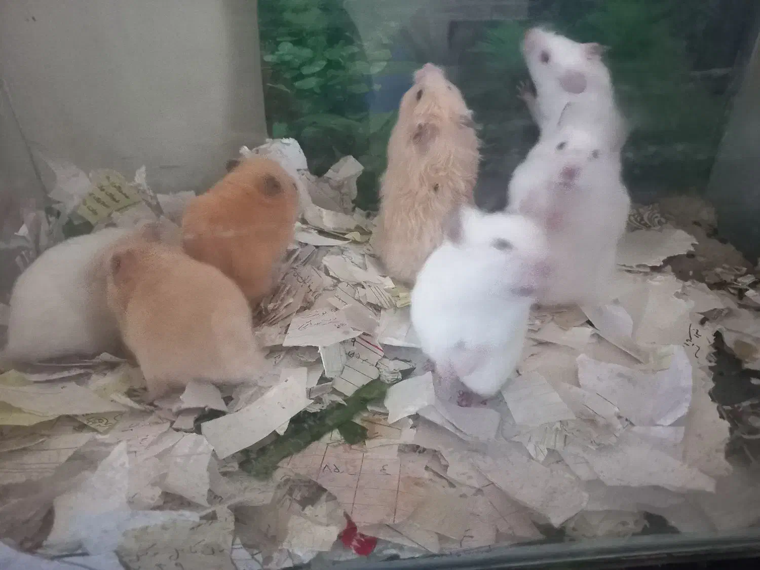 موش خرگوش همستر|موش و خرگوش|مشهد, عبادی|دیوار