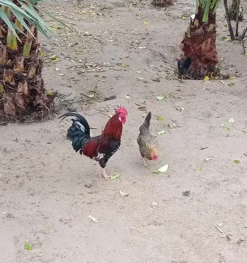 خروس و مرغ تخمگذار|حیوانات مزرعه|کرخه, |دیوار