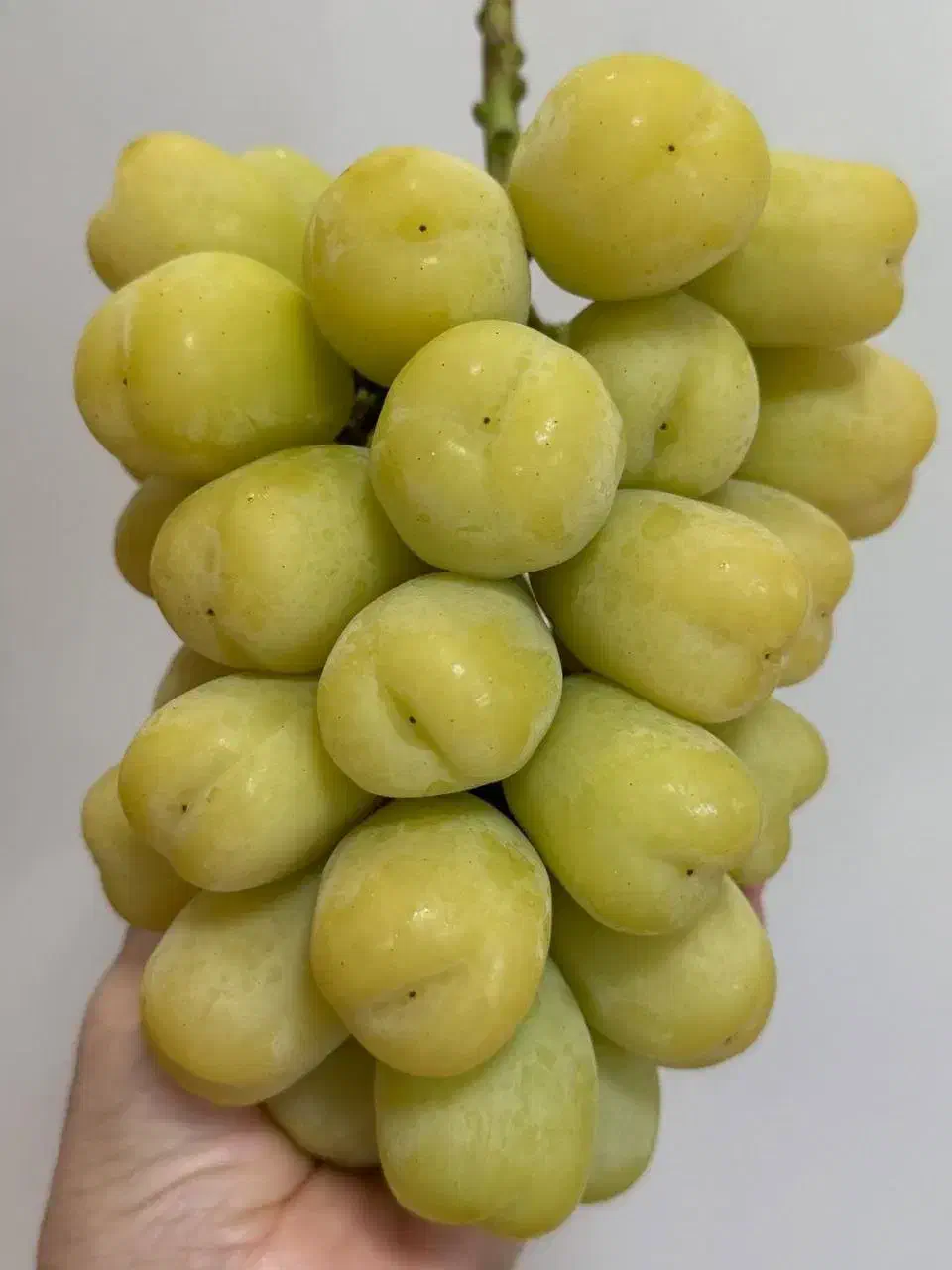 گوگرد با کلسیم و آهن ، نهال|خدمات باغبانی و درختکاری|تهران, چیتگر جنوبی|دیوار