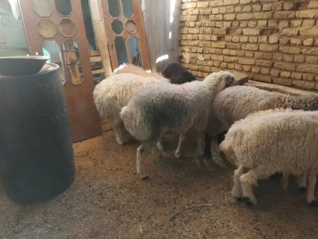 میش و بره|حیوانات مزرعه|شهرکرد, |دیوار