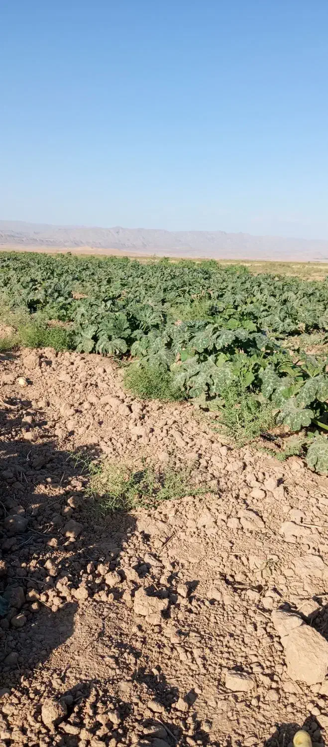9هکتار زمین حاشیه جاده سنتو با سند شش دانگ|فروش دفتر صنعتی، کشاورزی، تجاری|آبکوه, |دیوار