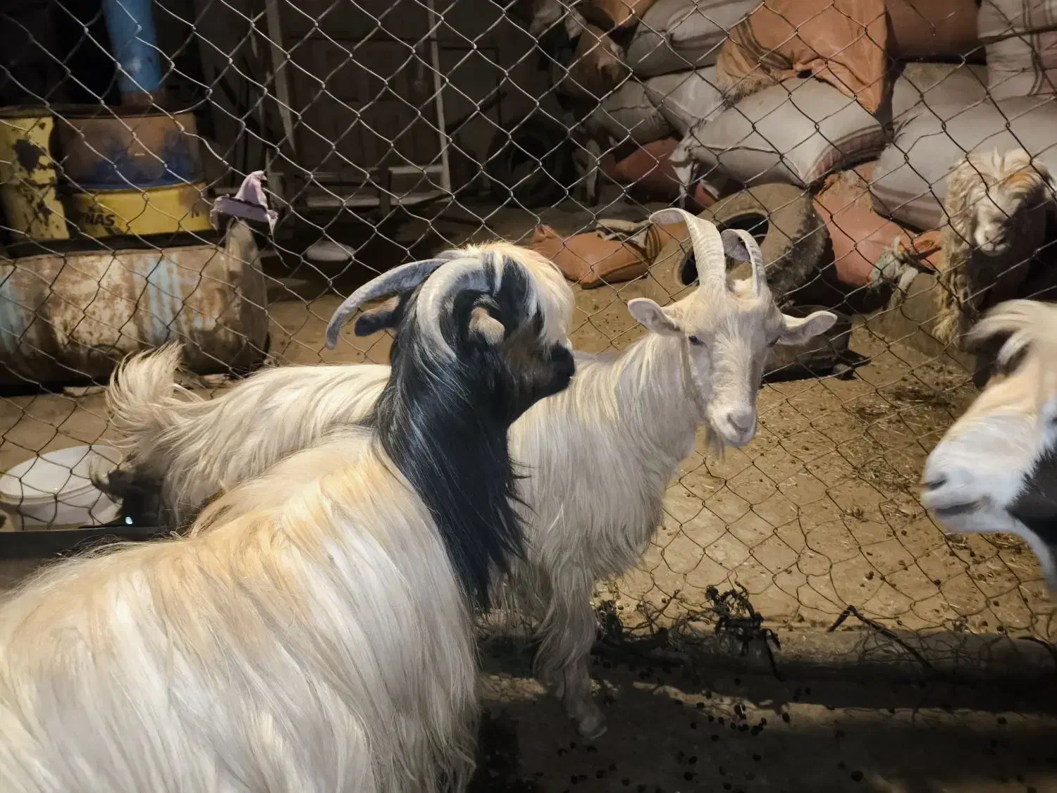 19 راس تیربز ورگون  و یک عدد بعده|حیوانات مزرعه|اندیکا, |دیوار