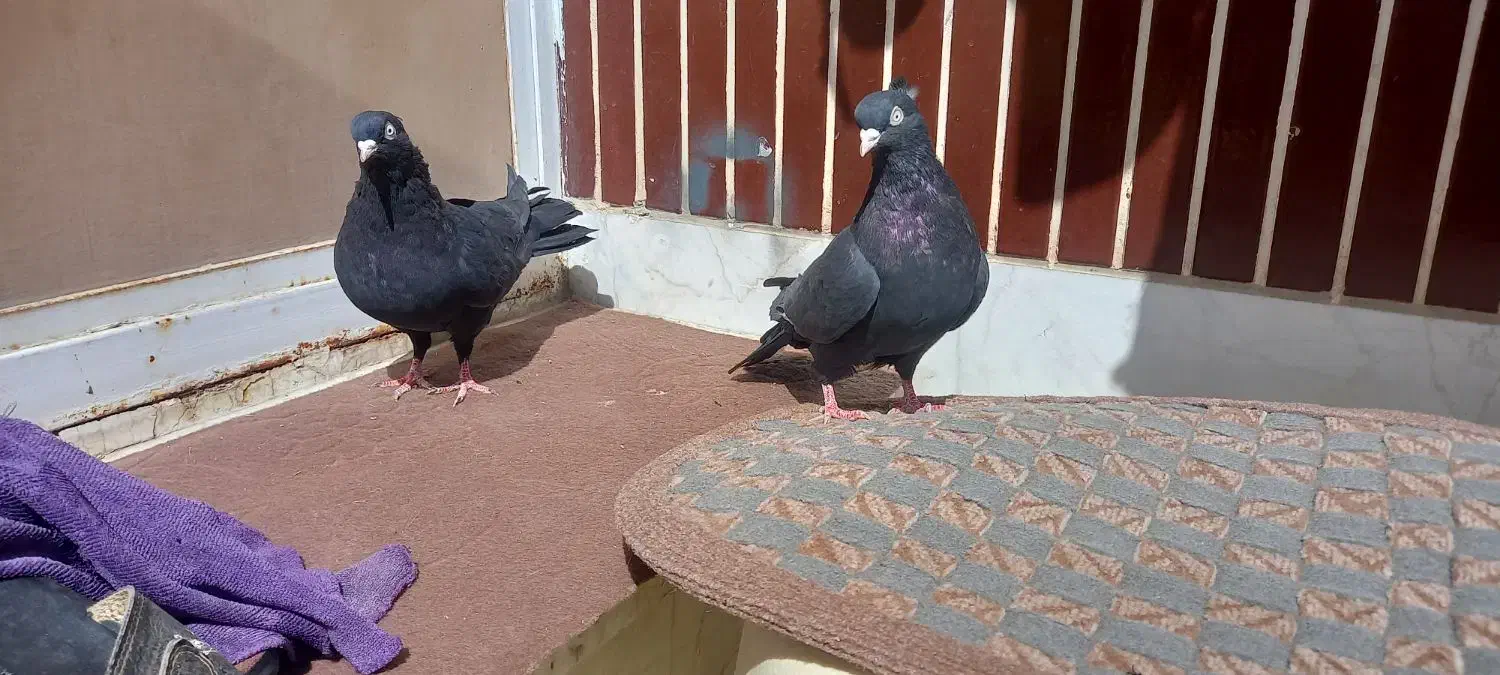 ۲عدد کبوتر زاغ چشم نوک سفید بزرگ درشت|پرنده|لنجان, |دیوار
