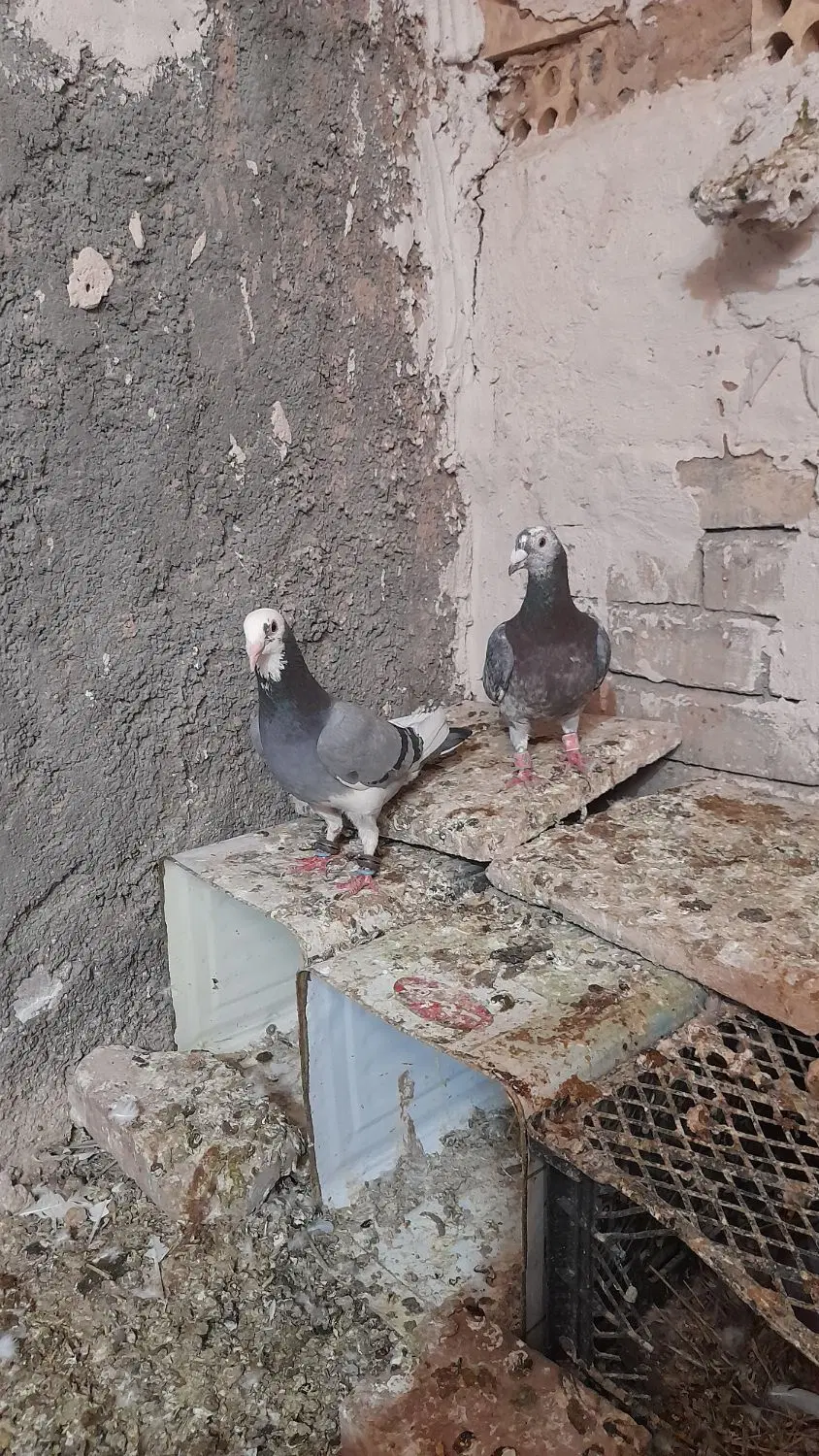 کبوتر|پرنده|سده (خراسان جنوبی), |دیوار