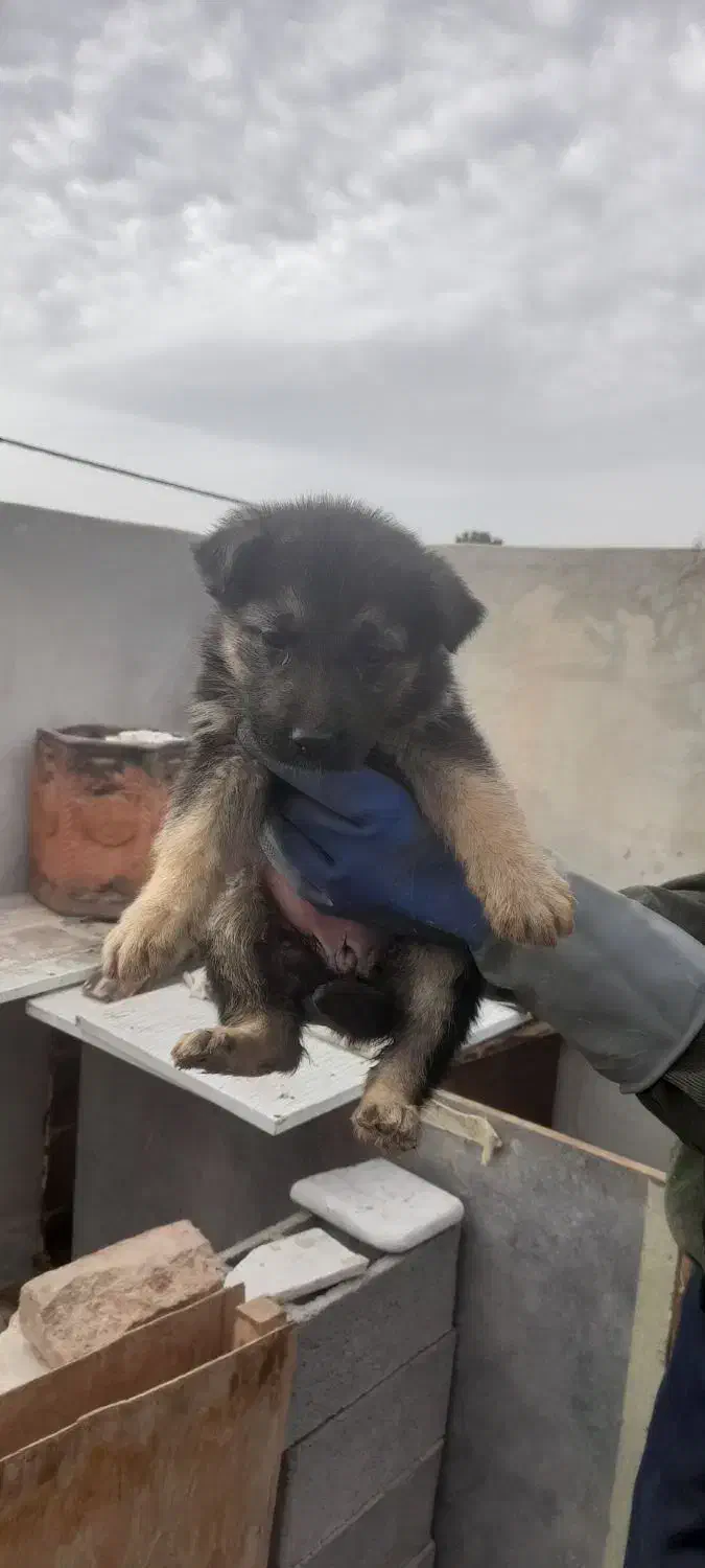 واگذاری|سگ|تربت جام, میرقوام الدین|دیوار