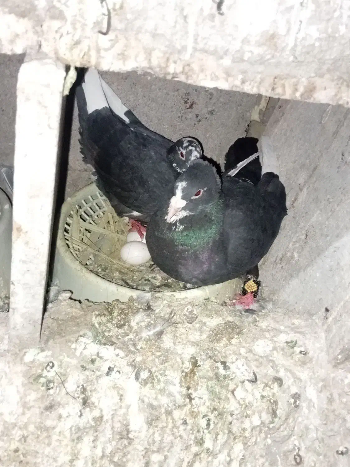 سیاه پلنگ قهوه ای پلنگ|پرنده|کرمان, |دیوار