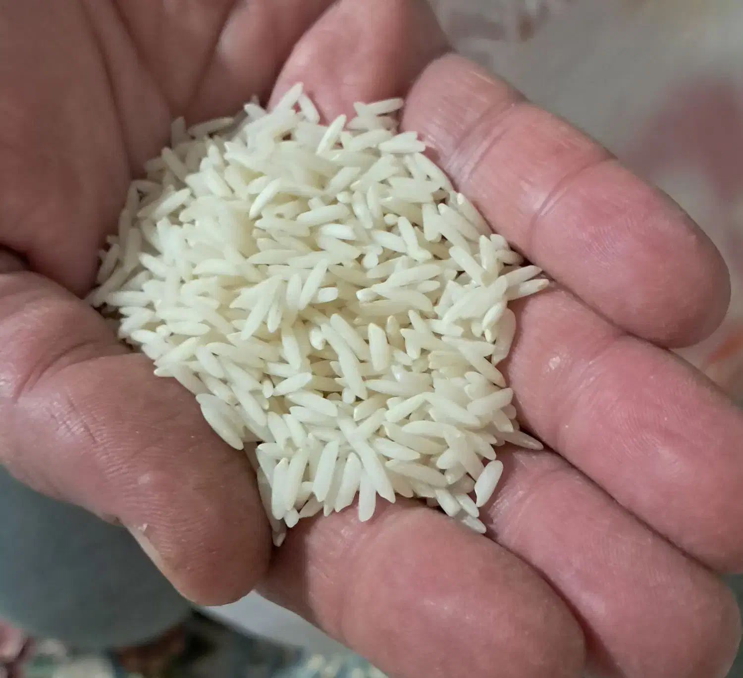 برنج طارم هاشمی فریدونکنار دانه درشت|خوردنی و آشامیدنی|بجنورد, |دیوار